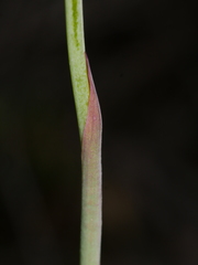 Thelymitra ixioides