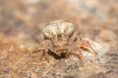 Holopelus albibarbis