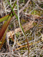 Thelymitra ixioides