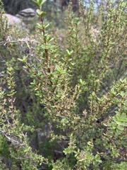 Myrothamnus flabellifolius