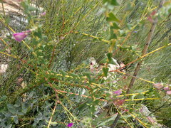 Polygala fruticosa