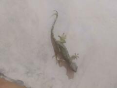 Gekko gecko