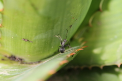Polyrhachis schistacea