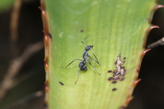 Polyrhachis schistacea