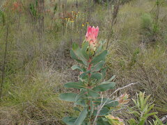 Protea eximia