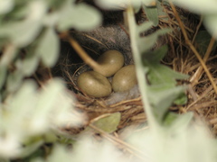 Motacilla capensis capensis