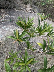 Acridocarpus natalitius natalitius