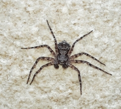 Philodromus margaritatus