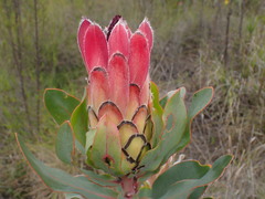 Protea eximia