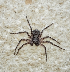 Philodromus margaritatus