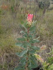 Protea eximia