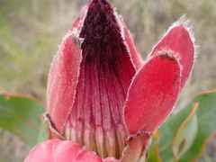 Protea eximia