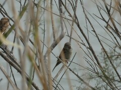 Passer domesticus