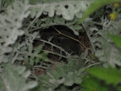 Motacilla capensis capensis