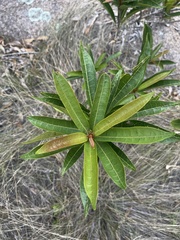 Acridocarpus natalitius natalitius