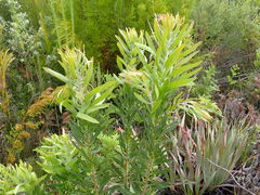 Protea neriifolia
