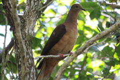 Macropygia phasianella