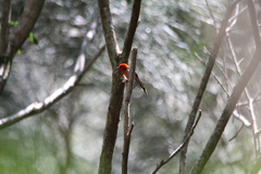 Myzomela sanguinolenta