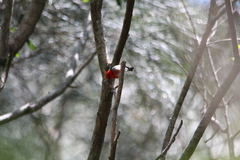 Myzomela sanguinolenta