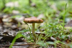 Fungi