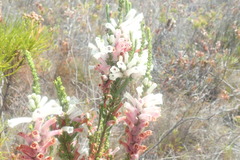 Erica perspicua