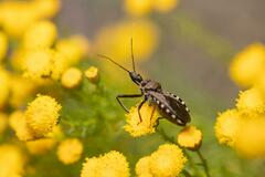 Rhynocoris