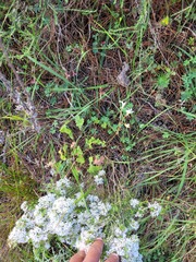 Pelargonium elongatum