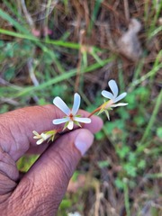 Pelargonium elongatum