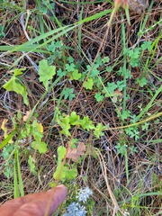 Pelargonium elongatum