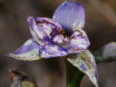 Thelymitra nervosa