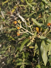 Avicennia marina