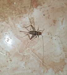 Gryllodes sigillatus