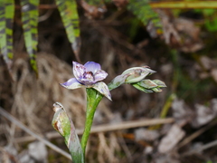 Thelymitra nervosa