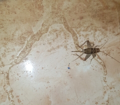 Gryllodes sigillatus