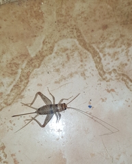 Gryllodes sigillatus