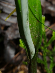 Thelymitra nervosa