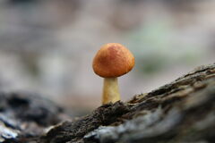 Gymnopilus penetrans