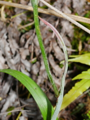 Thelymitra nervosa