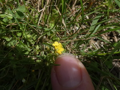 Oxalis exilis