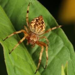 Salsa brisbanae