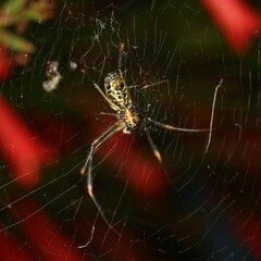 Trichonephila plumipes