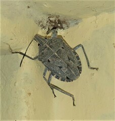 Peltasticus punctatus