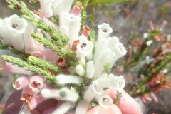 Erica perspicua