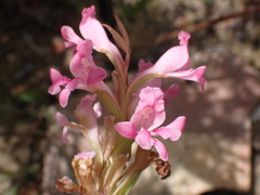 Satyrium erectum