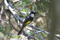 Phylidonyris niger