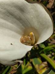 Hyperolius horstockii