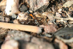 Ammophila sabulosa