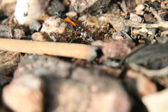 Ammophila sabulosa