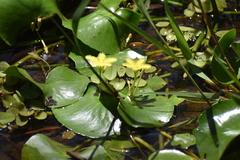 Nymphoides thunbergiana