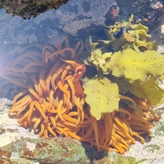 Actiniidae